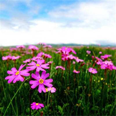 买球的app排行榜前十名推荐app下载